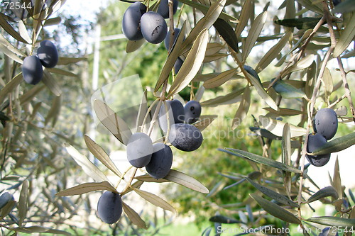 Image of olives