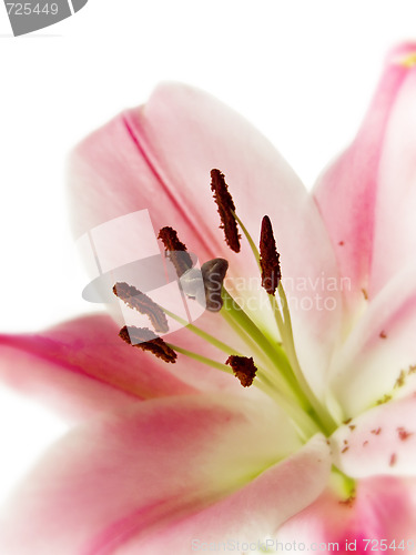 Image of pink lily