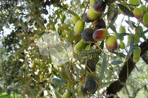 Image of olive