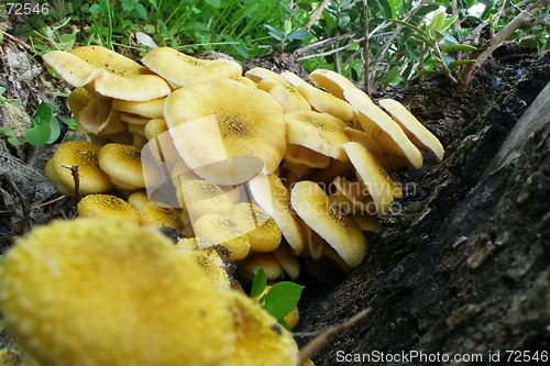 Image of mushroom