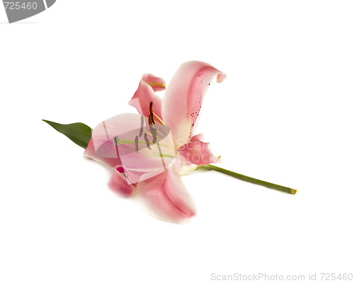 Image of Isolated pink lily