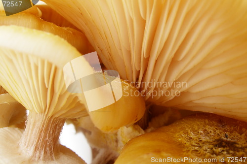 Image of mushroom