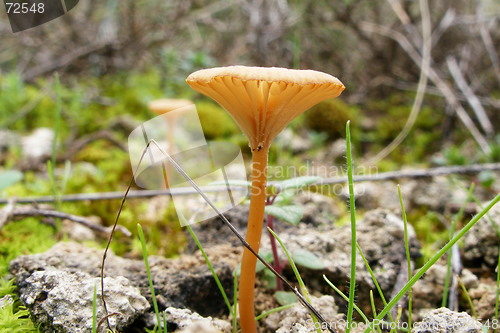 Image of mushroom