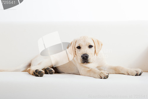 Image of Cute labrador dog