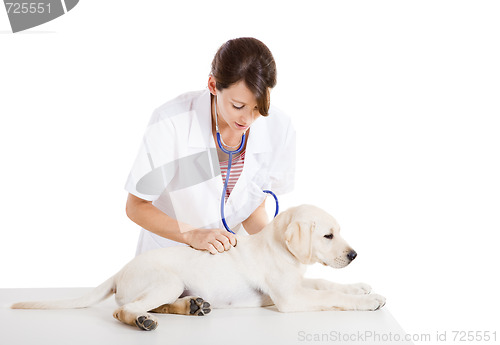 Image of Veterinay taking care of a dog