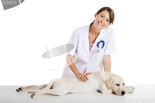 Image of Veterinay taking care of a dog