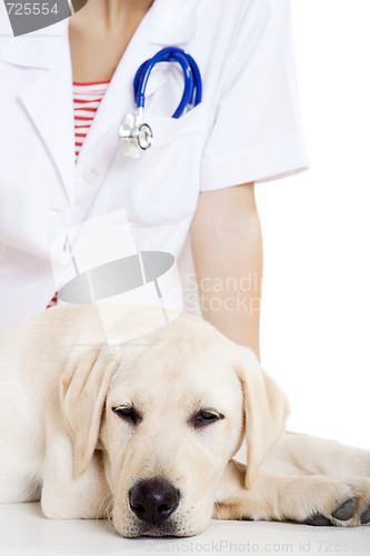 Image of Veterinay taking care of a dog