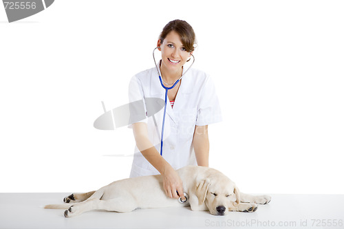 Image of Veterinay taking care of a dog