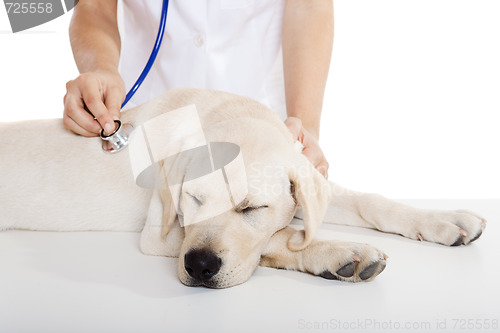 Image of Veterinay taking care of a dog