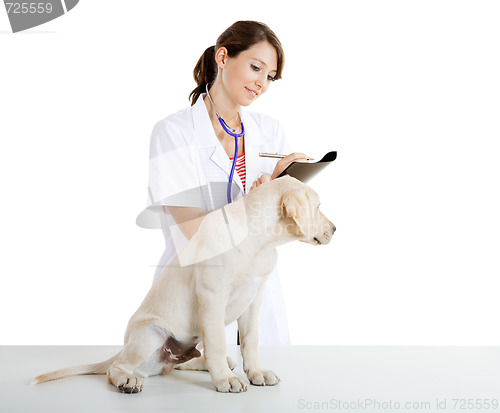 Image of Veterinay taking care of a dog