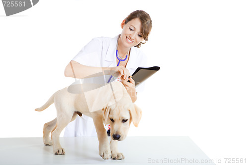 Image of Veterinay taking care of a dog