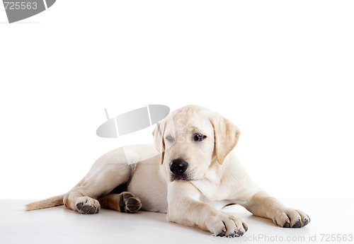 Image of Cute labrador dog