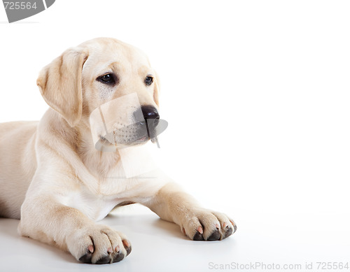 Image of Cute labrador dog