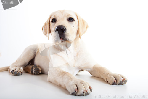 Image of Cute labrador dog