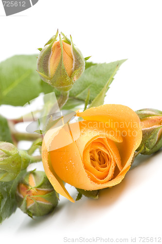 Image of yellow flowers
