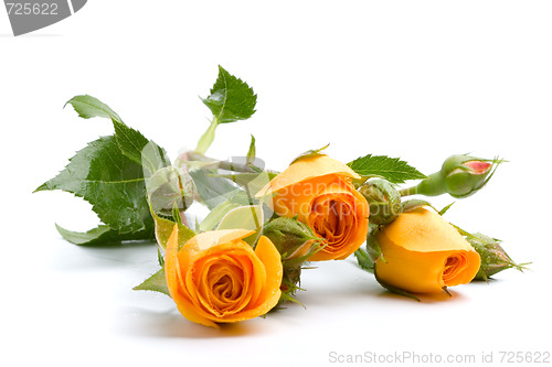 Image of yellow flowers