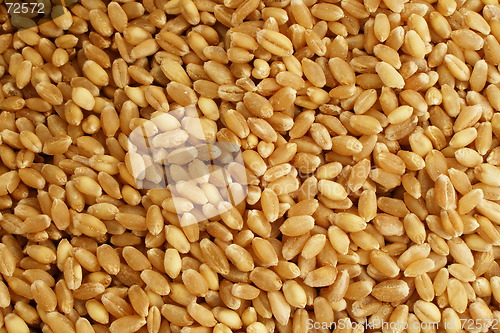 Image of corn