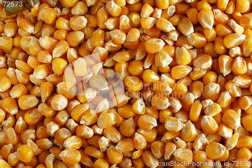 Image of corn