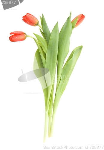 Image of Three tulips