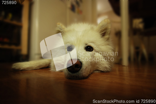 Image of Sad dog
