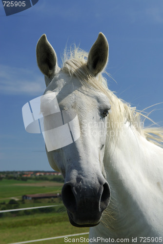 Image of portrait of an unbridled Arabian White horse