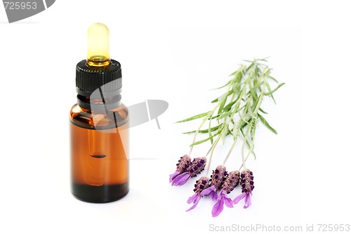 Image of Lavender Oil