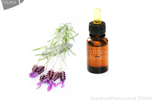 Image of Lavender Oil