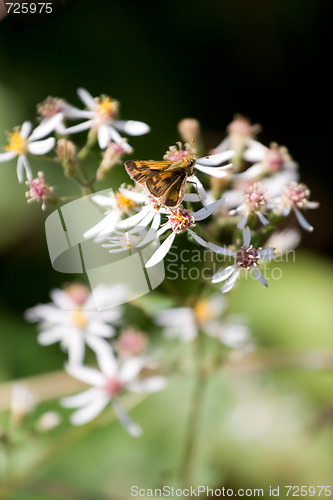 Image of Butterfly On Flowers