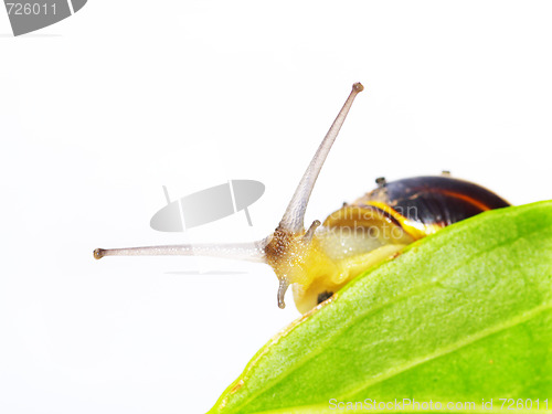 Image of snail and leaf