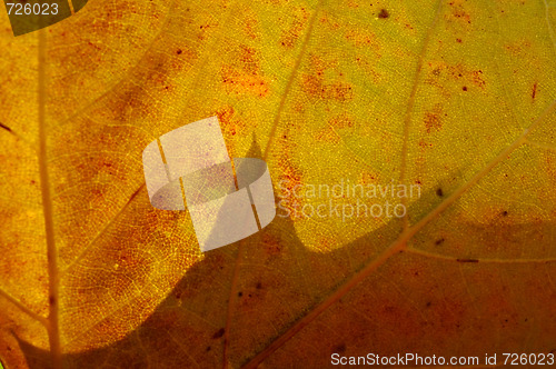 Image of Macro view of an autumn planetree leaf 