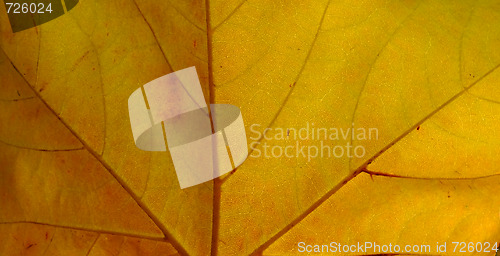 Image of Macro view of an autumn planetree leaf 