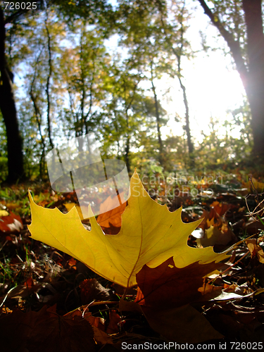 Image of autumn planetree leaf felt on the forest ground 