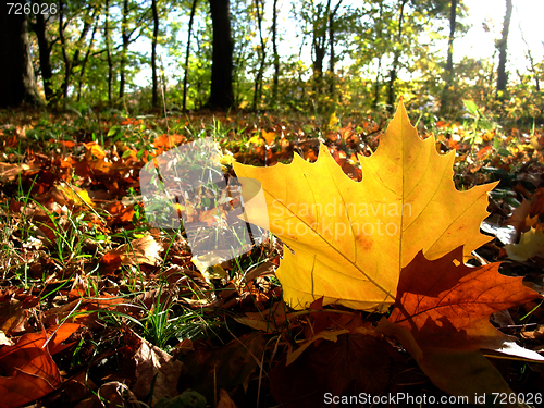 Image of autumn planetree leaf felt on the forest ground 