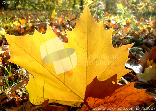 Image of autumn planetree leaf felt on the forest ground 