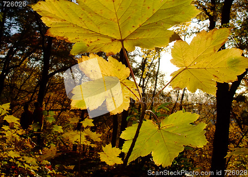 Image of Young planetree branch and leaves during autumn season