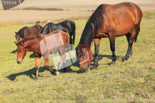 Image of Mare and foal grazing