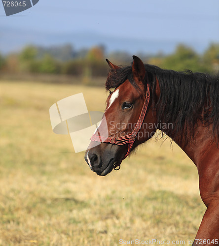 Image of Profile Of A Horse