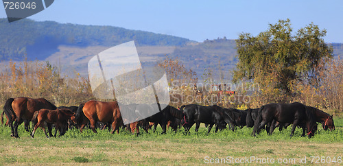 Image of Herd of horses