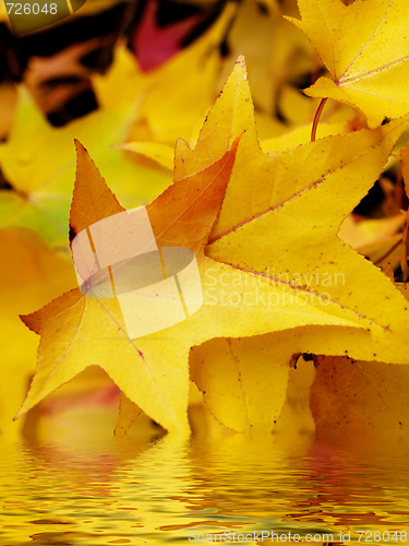 Image of Autumn leaves