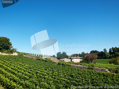 Image of Vineyard