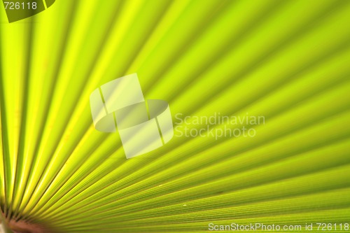 Image of Green palm leaf close up