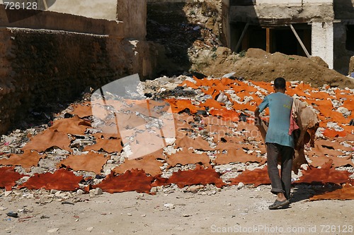 Image of Guy laying out raw freshly colored animal skins for drying. Tann