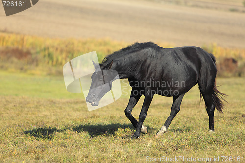 Image of Neighing horse