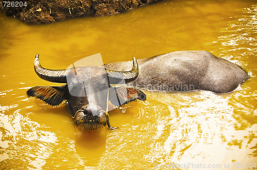 Image of Buffalo tied at the riverbank