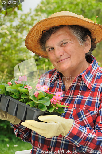 Image of Senior woman - gardening