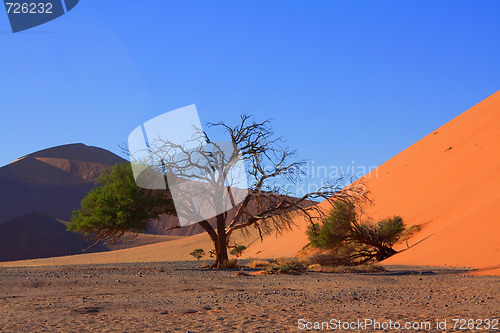 Image of red dunes of sossusvlei