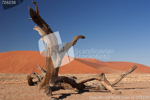 Image of red dunes of sossusvlei