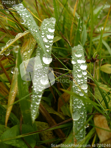 Image of Dew on grass