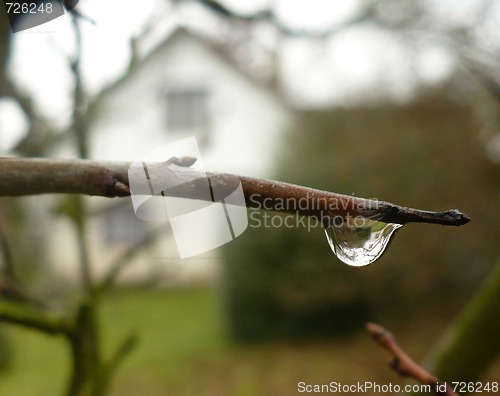 Image of branch and a drop of water
