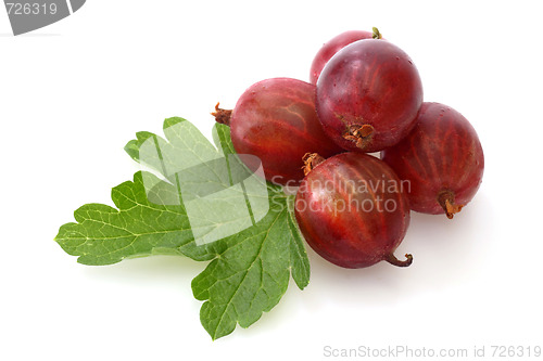 Image of Gooseberry